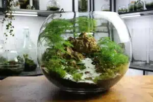 Kids gardening though creating a world in a jar